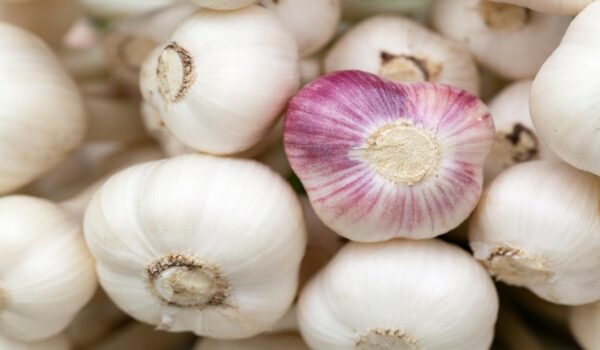 Ajo crudo: el antibiótico natural que fortalece tu sistema inmunológico